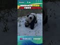 隱藏攝影機記錄到珍貴畫面！ 大貓熊叼著寶寶穿越森林雪地｜👍小編推新聞 20260518 #shorts