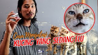 CARA MENGATASI FLU PADA KUCING
