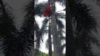 Download Lagu Buah pinang pohon palem~shorts MP3