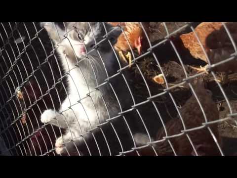Котёнок за решеткой