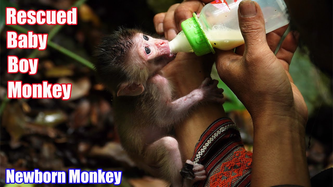 Rescued Baby Boy Monkey In The Green Forest • Giải Cứu Cậu Bé Đến Từ Rừng Xanh - Part 2
