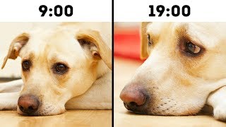 10 Errores comunes que acortan la vida de tus mascotas