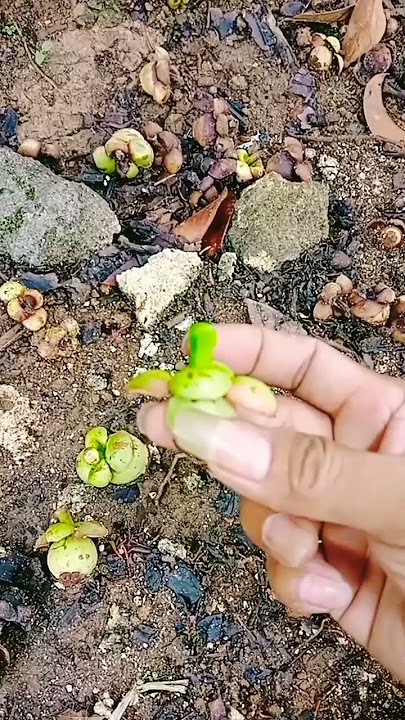 Ini Alasan Mengapa Buah Manggis Banyak Yang Rontok