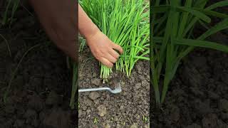 #shorts #viral #agriculture