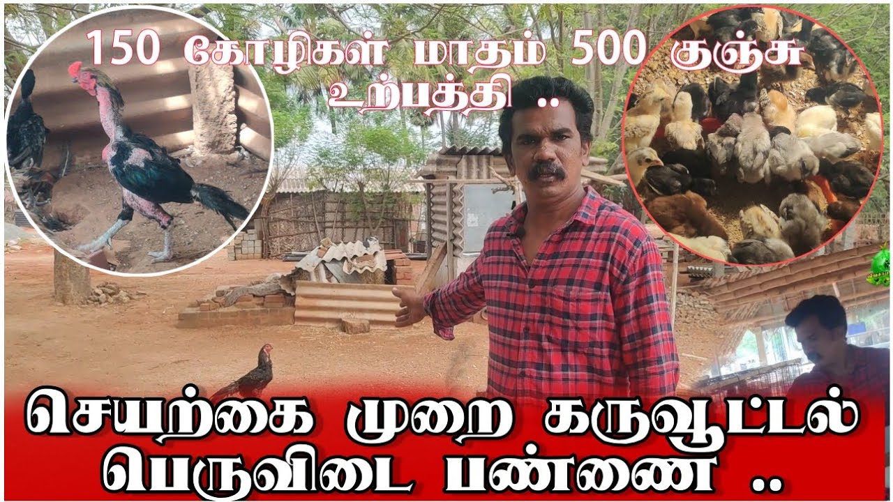150 கோழிகள் மாதம் 500 குஞ்சு உற்பத்தி - செயற்கை முறை கருவூட்டல் பண்ணை🤩🤩