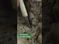 Cleaning a Triceratops fossil