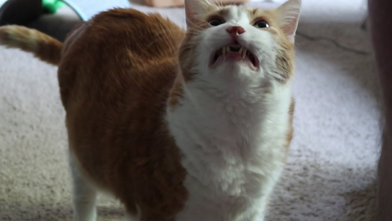 Cat Gets Out Of Bed And Meows YouTube