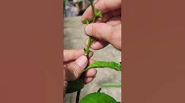 Cách ghép mãn cầu xiêm từ đọt non - thành công 100% | Grafting DIY #21