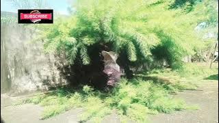 Cut The Tree's Branches  In Front Of The Old Grandmother's House | No copyright music background