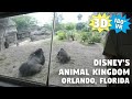[3D VR] Disney's Animal Kingdom - Daytime Explore