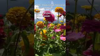 Download Lagu Ponnurukum Pookkalam (Koodevide) - Johnson, O.N.V.Kurup, S.Janaki MP3