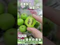 【天天果園】紐西蘭Baby Kiwi袖珍寶貝奇異果4盒(每盒約125g) product youtube thumbnail