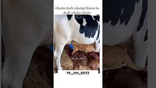 chal coffee pienge 🤣😂 | Funny cats | 😺 #funny #cat #cats #memes #catmemes #catmeme #meme #funnycats