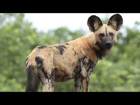 Video: Câine adoptiv al săptămânii - Louie