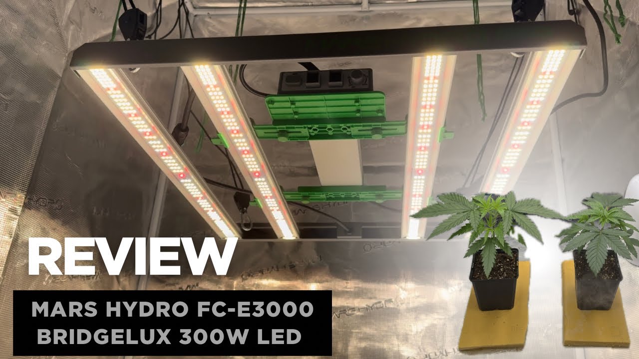 Mars Hydro FC-E3000 vorgestellt 🌱 | Universelle Pflanzenlampe & erste Bewohner im Zelt!⛺️ #marshydro