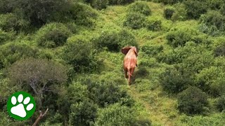 Helicopter Tries To Catch Elephant Before It's Too Late