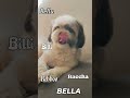 Call me anything… I’ll still come running☺️ #shihtzu #doglife #cutedog #petlove #viralshort #petshub