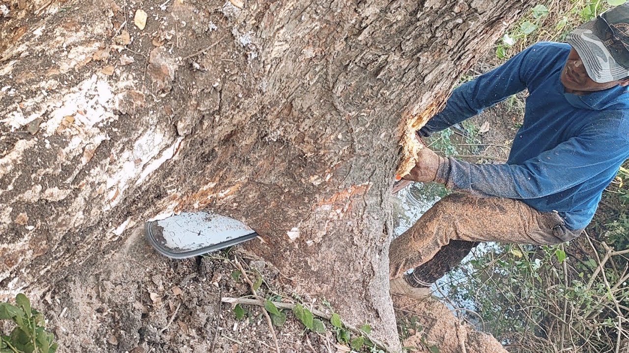 Failed logging... Cut down trembesi tree by the river. - YouTube
