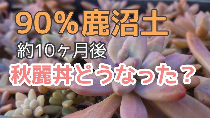 鹿沼土90 秋麗丼の今 約10か月後の紅葉 水分調整 成長速度 Youtube 鹿沼土90 秋麗丼の今 約10か月後の紅葉 水分調整 成長速度 Youtube