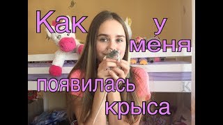 Как у меня появились крысы 🐀💐 | Супер лапки 🐾 Как у меня появились крысы 🐀💐 | Супер лапки 🐾