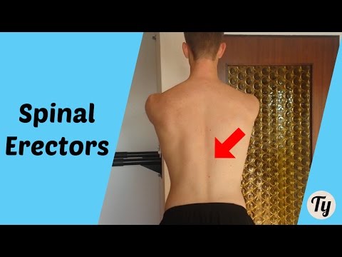1-Minute Anatomy: Why We Have Over 100 Back Muscles!