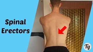 1-Minute Anatomy: Why We Have Over 100 Back Muscles!