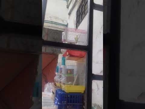 تجاوب الفيشر مع الفوربس