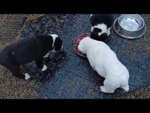 Video: How To Feed An Alabai Puppy