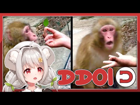 【 Vtuber Live 】Yuuka REACTS to Daily Dose of Internet (Stream #4) - 【 Vtuber Live 】Yuuka REACTS to Daily Dose of Internet (Stream #4)