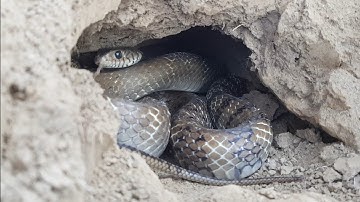 Quá Đã ! Đào Hang Bắt Rắn Hổ Trâu Già Trong Lòng Đất