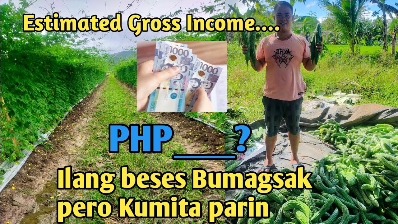 MAGKANO ANG KINITA NG AMING AMPALAYA?