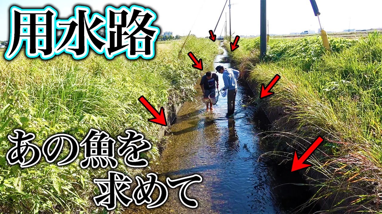 長い水路で釣りよか初の魚をガサガサで狙ったら...！