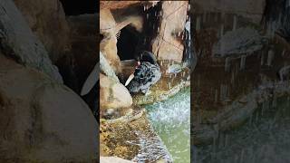 pets station with family🥰..  #travel #family #trendingshorts #viral |krishna ganga🥰