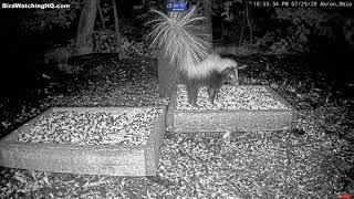 Baby Skunk Does Handstands in Response to Coyote at BWHQ - 7.29.20