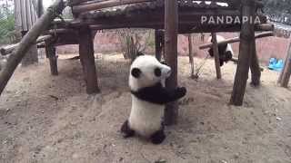 pandapia 20140311-雅一-雅一下木架那壹副柳弱花嬌的樣子，緊接著變身女漢子爬上小樹