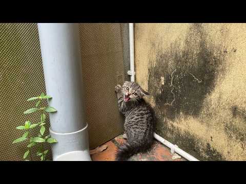 From Fear to Love: Terrified Stray Kitten Finds a Forever Home 🐾❤️