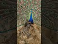✨ Most Beautiful Radha Krishna Aesthetic Wallpaper 🌸🦚 #Shorts #youtube #youtubeshorts #radhekrishn