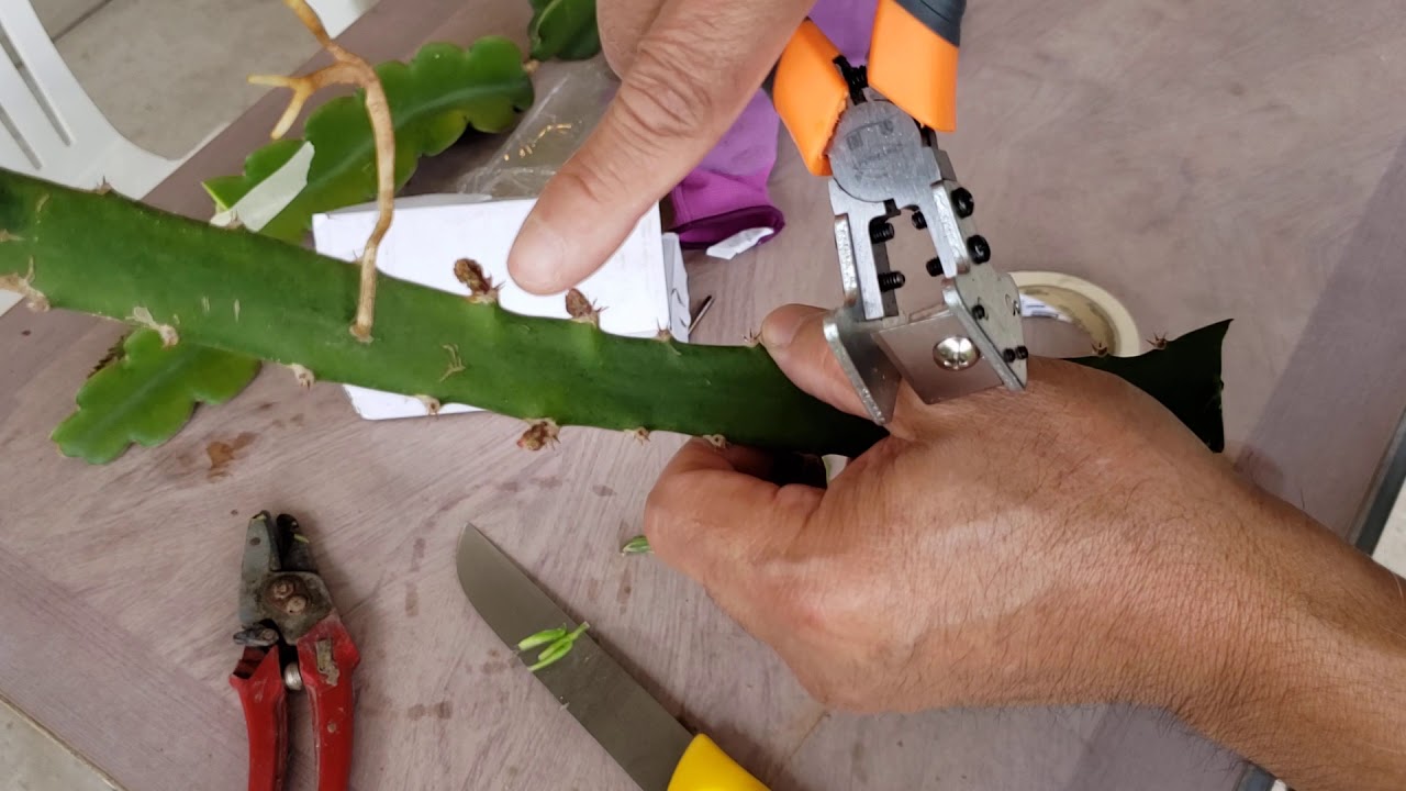 Easiest way to graft dragon fruit YouTube