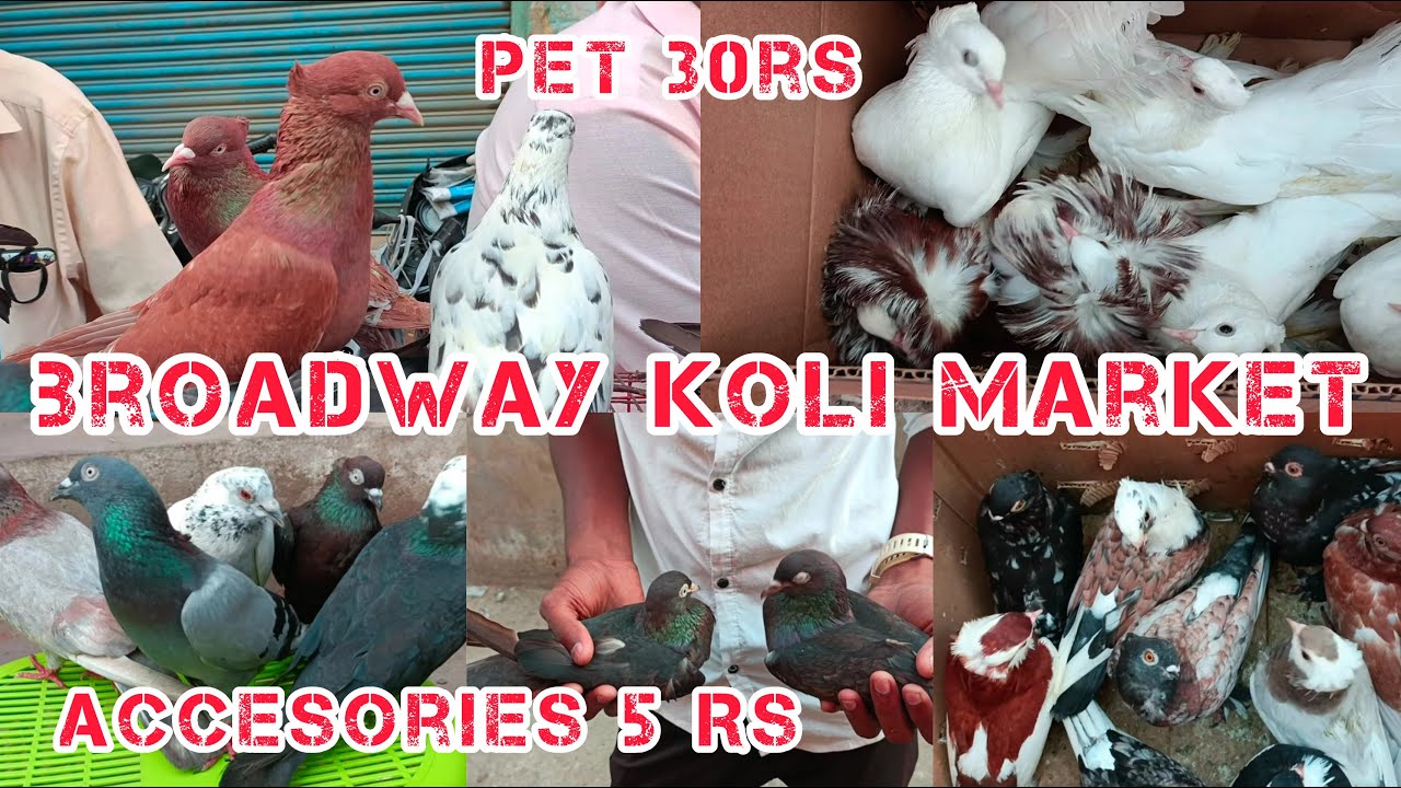 Chennai_Pet_Market|Pura_Market|Broadway_Pet_Market|Kozhi_Market|Pet_Market| #புறா #pura #கர்ணபுறா