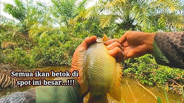 Ikan betok nya luar biasa banyak dan besar besar