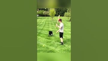 Epic Dog Catching Ball Fails 😂 – Funny Fetch Compilation