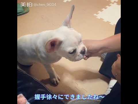 佐藤亮介ブリーダーからお迎えしたフレンチブルドッグ：大福くん