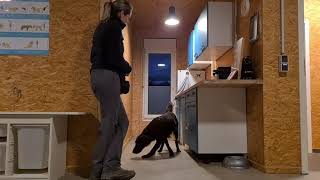 Scent Detection Indoor Search