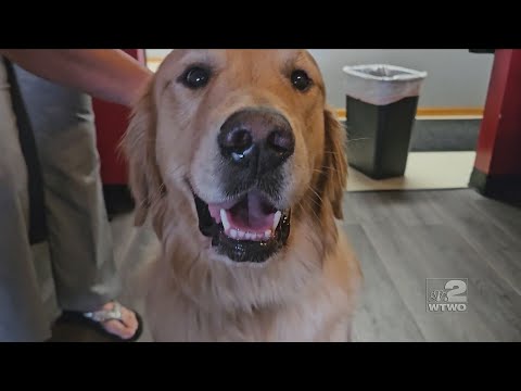 Special Report: New K9 in Vigo County helps stop internet crimes against children
