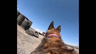 Open area search into a bite w/luna #dog #malinois #k9 #bitework #workingdog #guarddogtraining