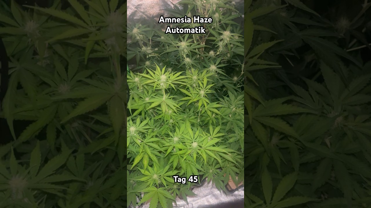 Amnesia Haze Automatik von Royal Queen Seeds Tag 45.