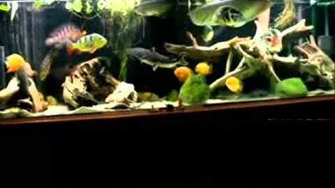 Cá Rồng Nuôi Chung Với Cá Nào - Thiên Đường Cá Cảnh