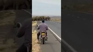 Elephants crossing the road in Narok Kenya