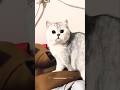 Tum To bahut funny ho 😂 #youtubeshorts #trending #cat