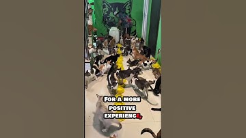 Does feeding stray cats attract more cats into someone